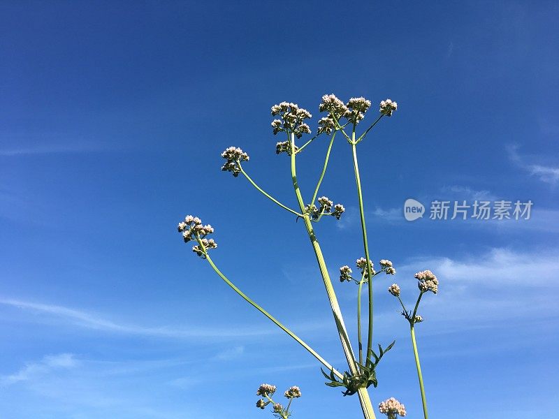 缬草(Valeriana officinalis, caprifolaceae)是一种多年生开花植物，原产于欧洲和亚洲。